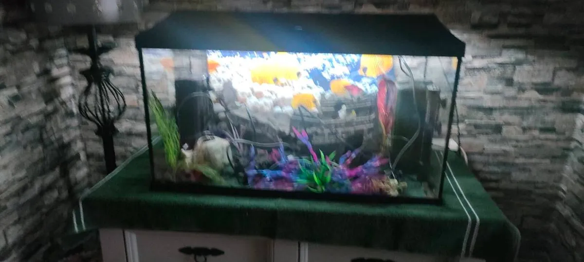 Fishtank - Image 2