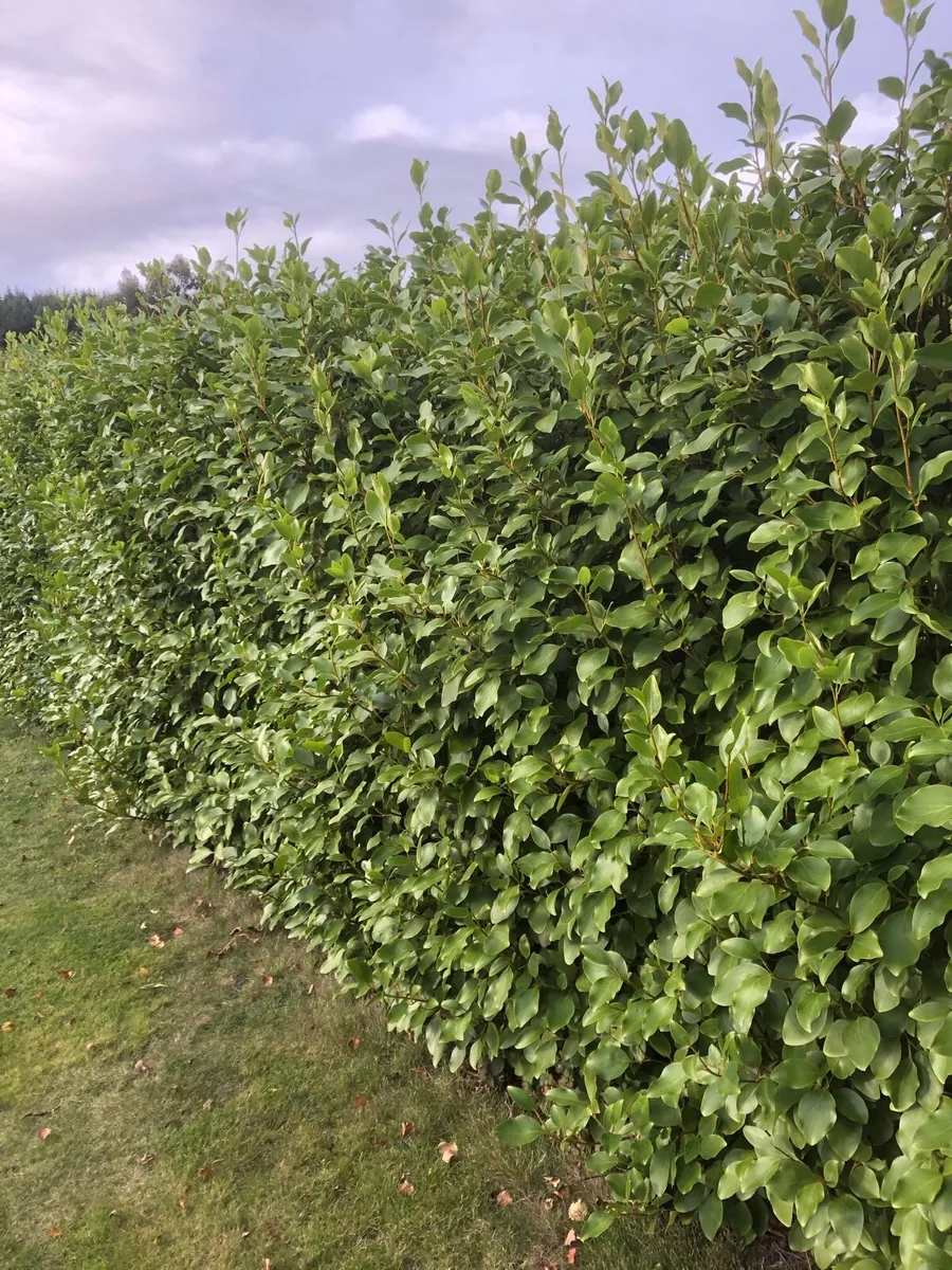 Griselinia (MATURE) - Image 3