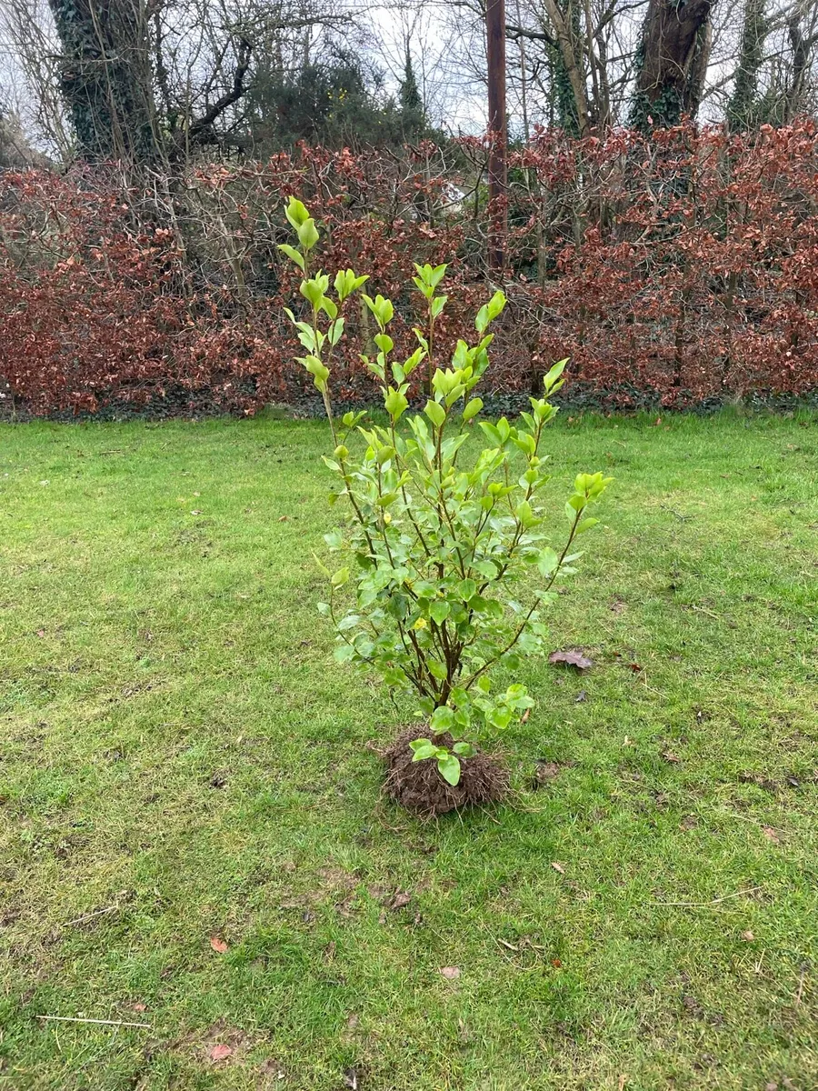 Griselinia (MATURE) - Image 2