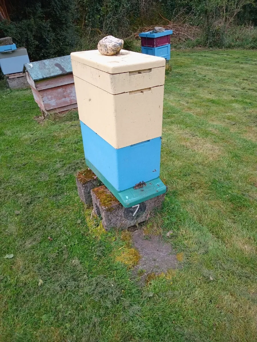 Honeybees on Commercial frames Cork - Image 1