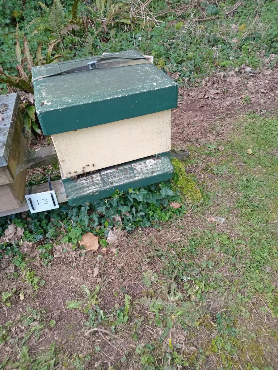 Honeybees on Commercial frames Cork - Image 2