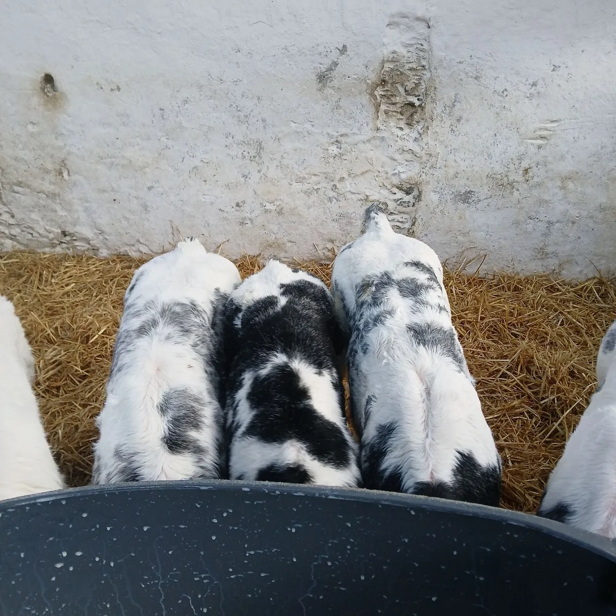 Belgian Blue calves - Image 2