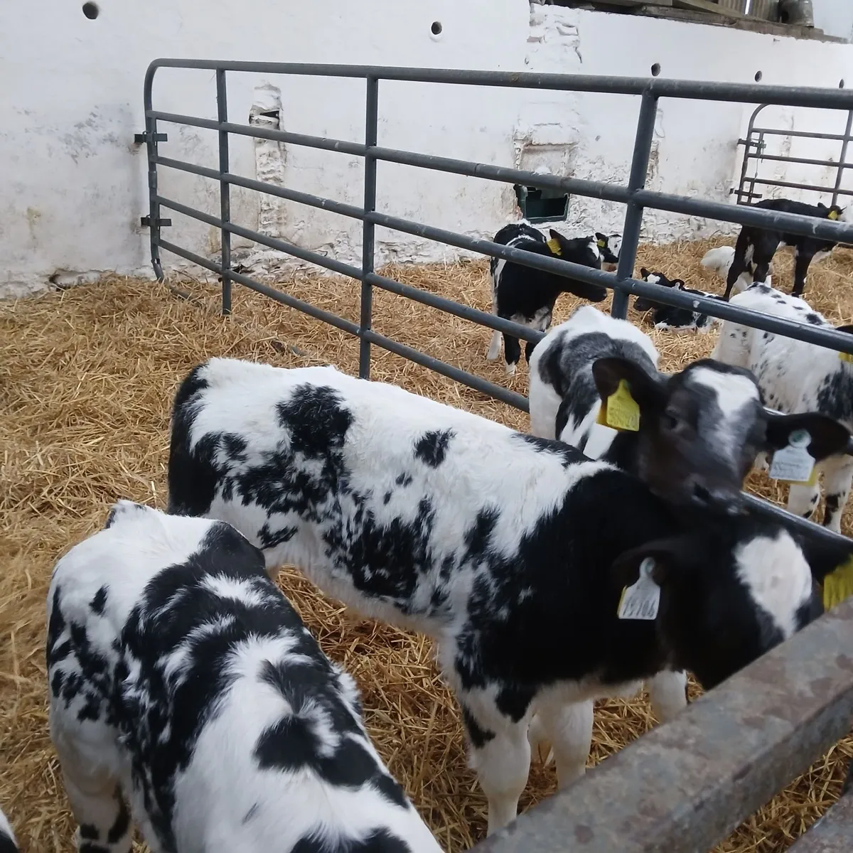 Belgian Blue calves - Image 3