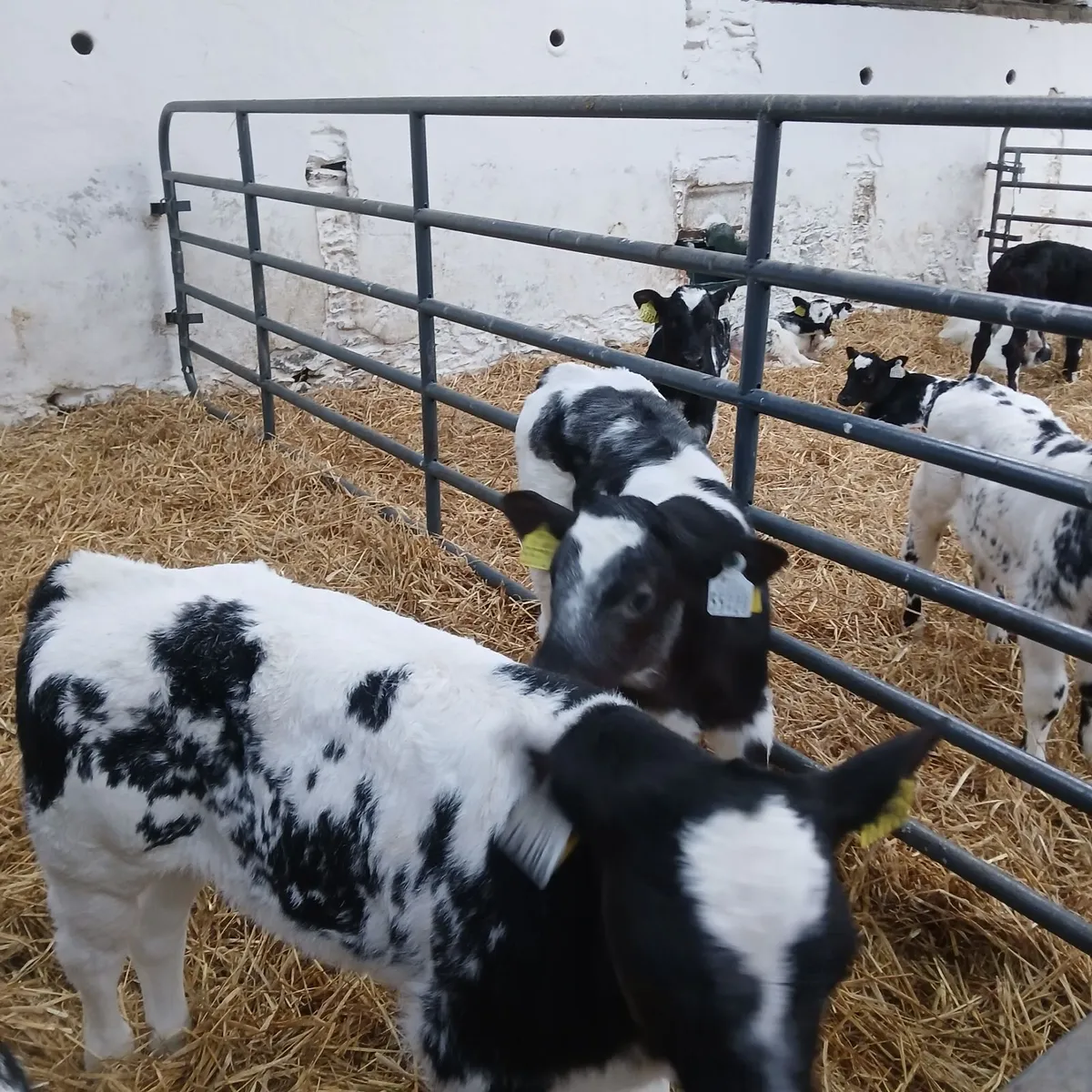 Belgian Blue calves - Image 1