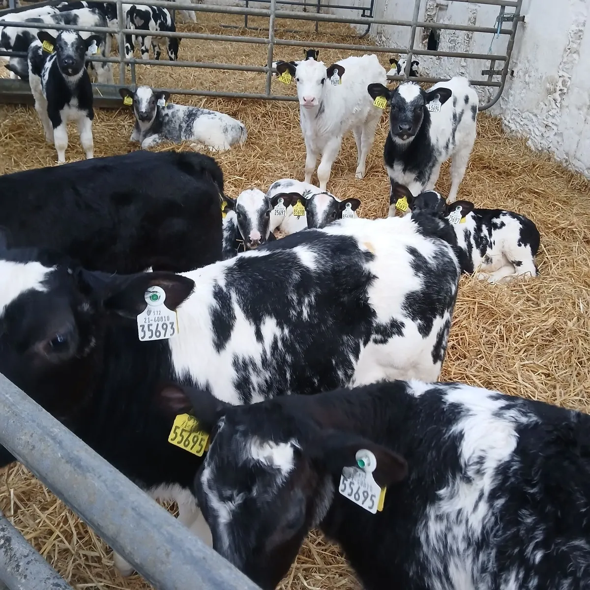 Belgian Blue calves - Image 4
