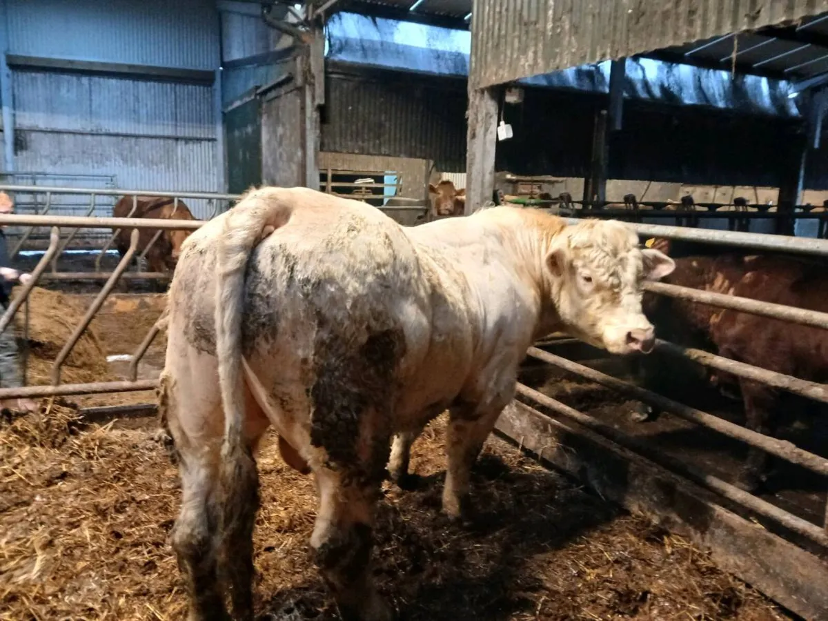 charolais Bull CF52 - Image 1