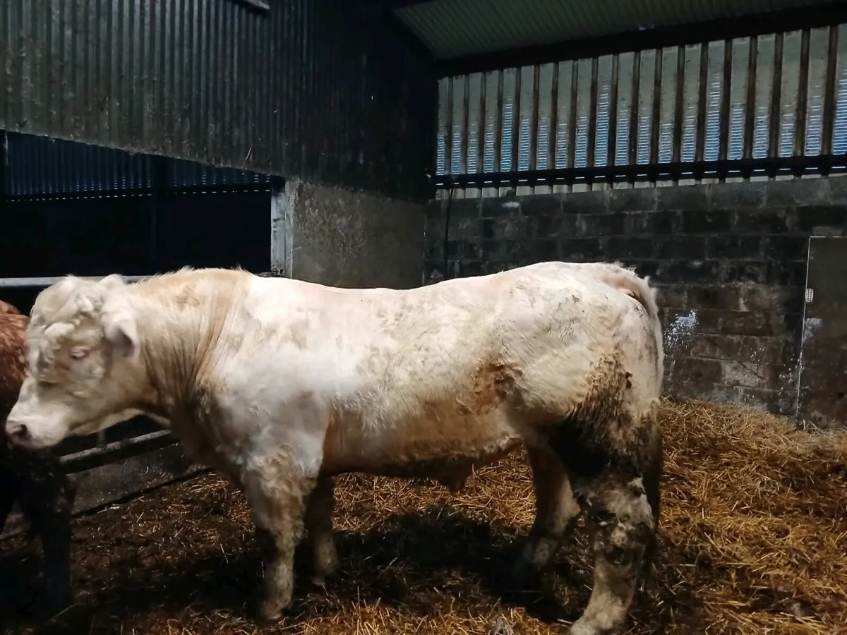 charolais Bull CF52 - Image 2