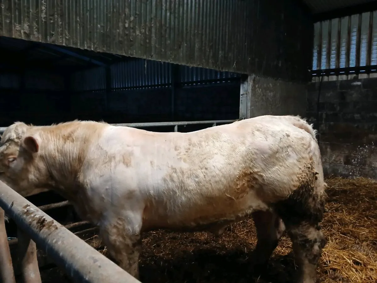 charolais Bull CF52 - Image 3