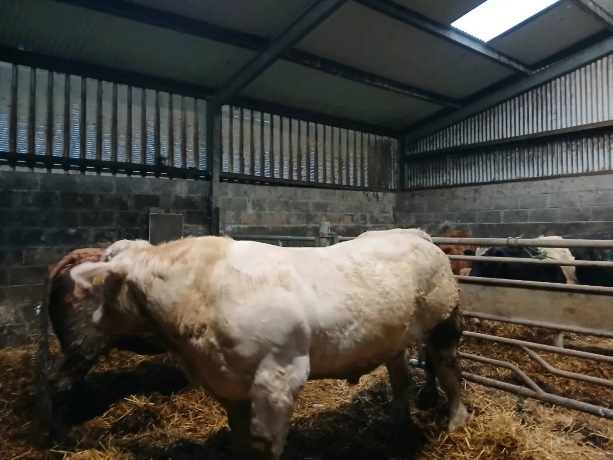 charolais Bull CF52 - Image 4