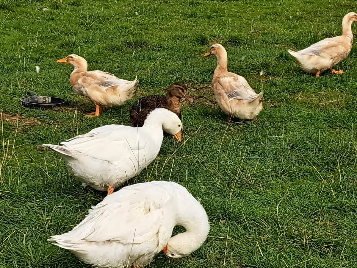 5 Danish white geese 2 saxony ducks - Image 1