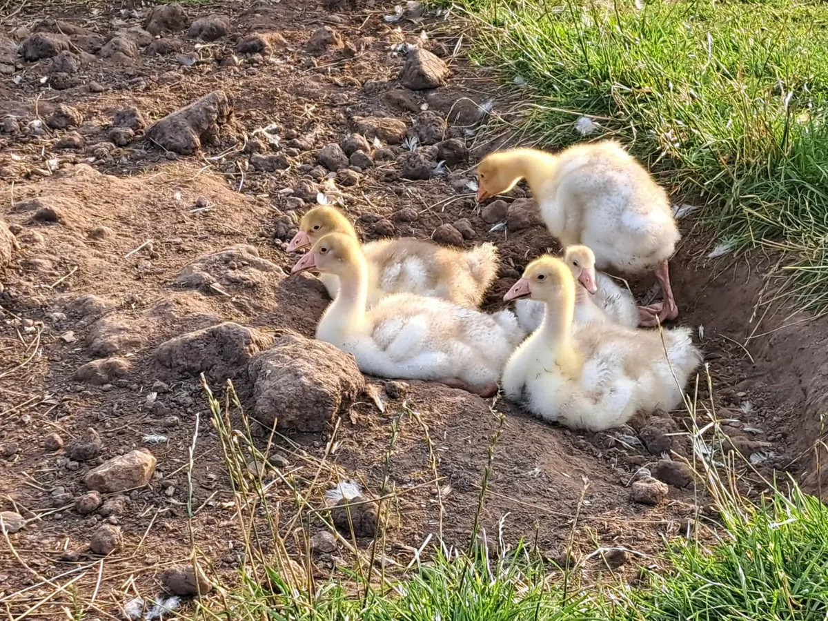 5 Danish white geese 2 saxony ducks - Image 2