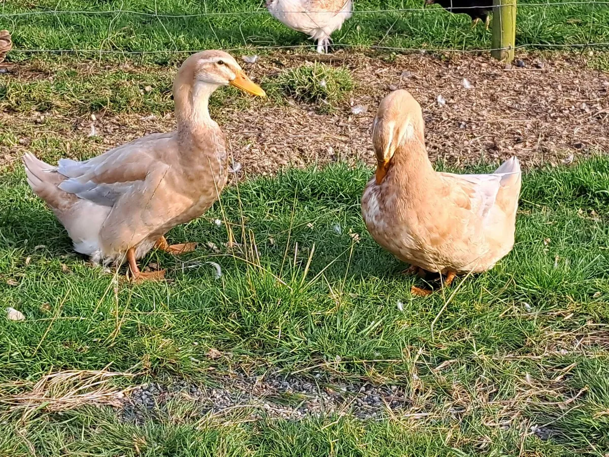 5 Danish white geese 2 saxony ducks - Image 3