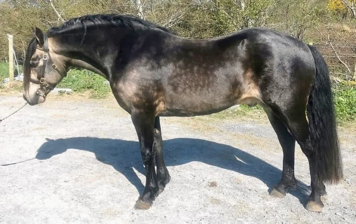 Connemara stallions at stud - Image 3