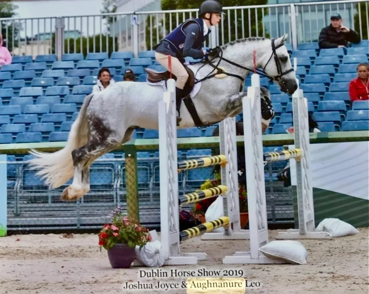 Connemara stallions at stud - Image 2