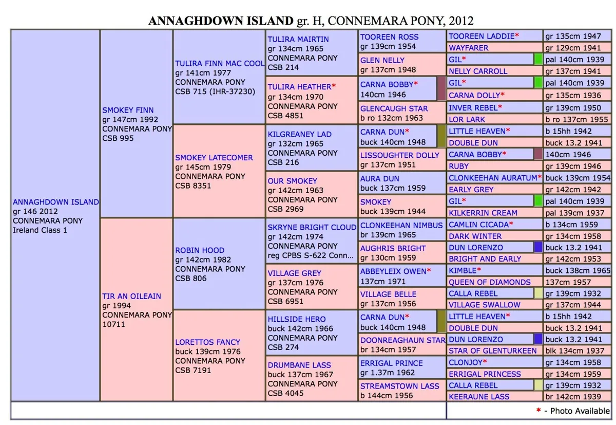 Connemara stallions at stud - Image 4