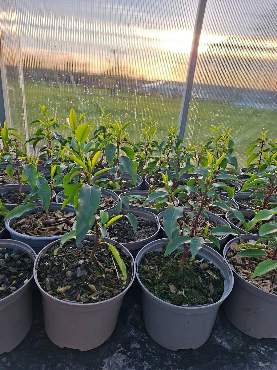 Portuguese Laurel - Image 2