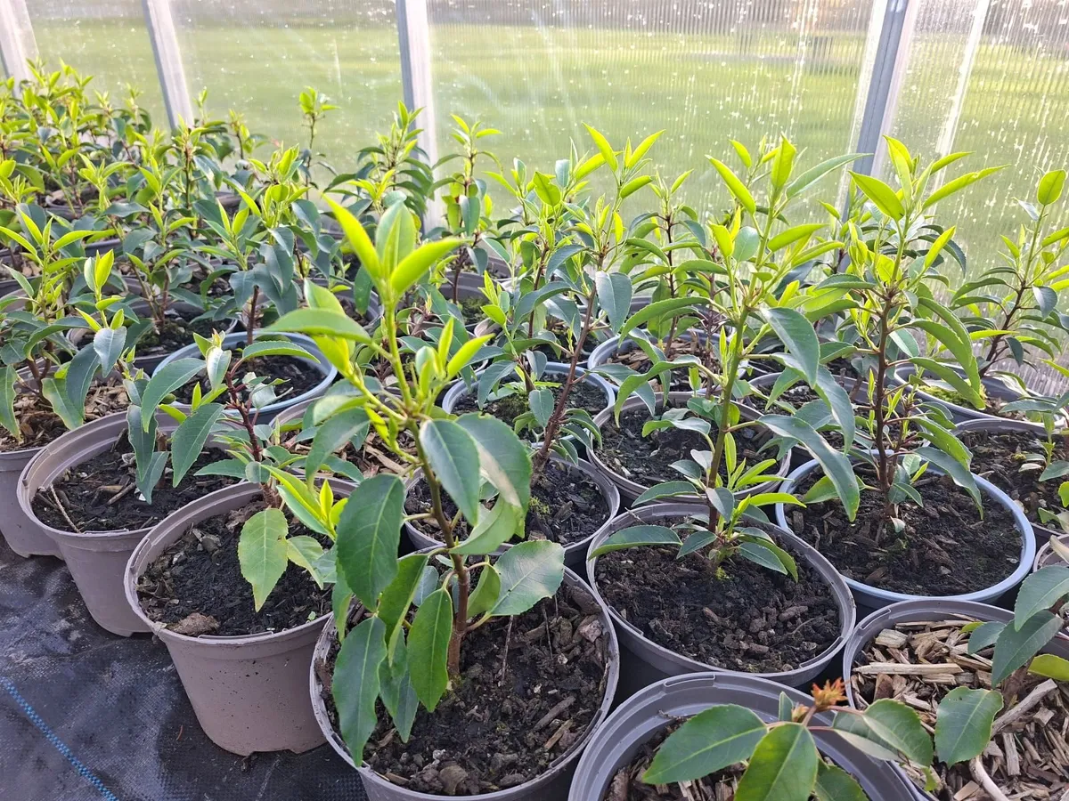 Portuguese Laurel - Image 3