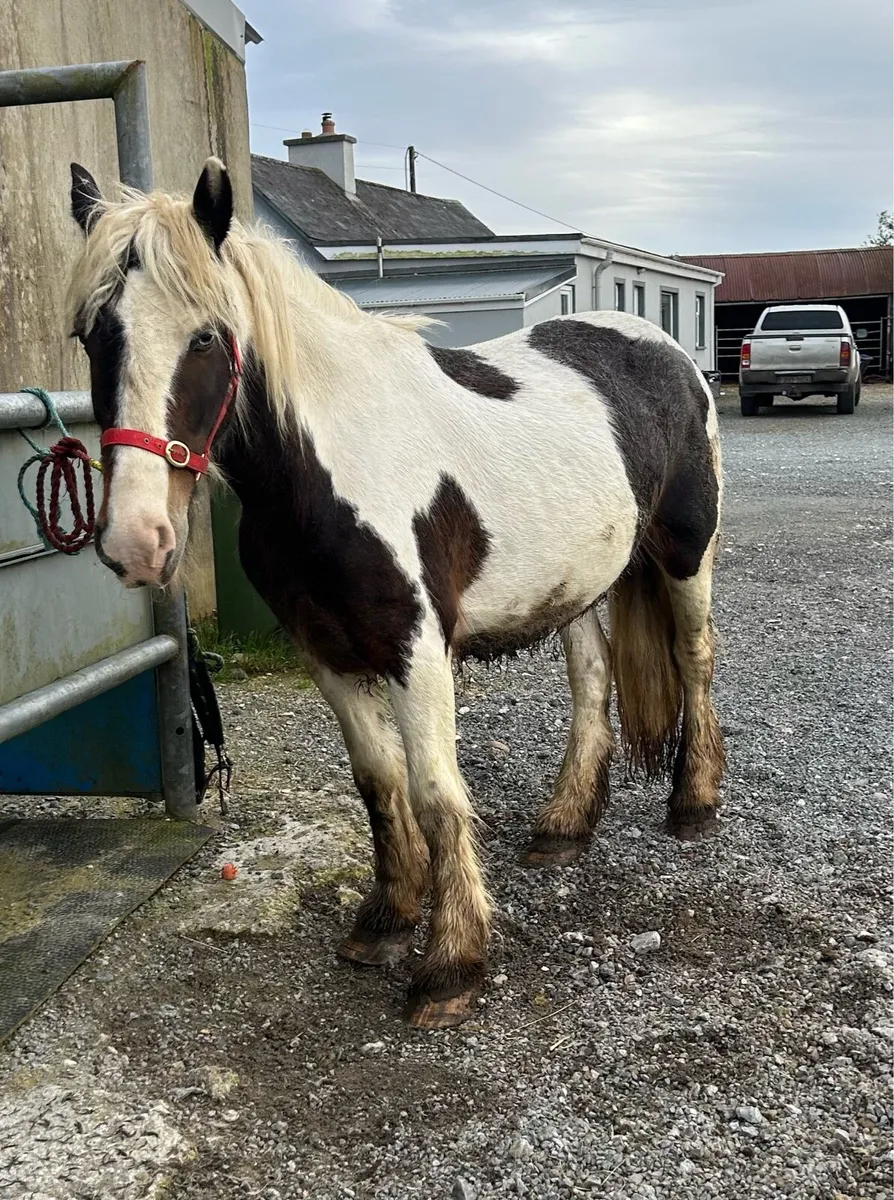 10 year old mare - Image 1