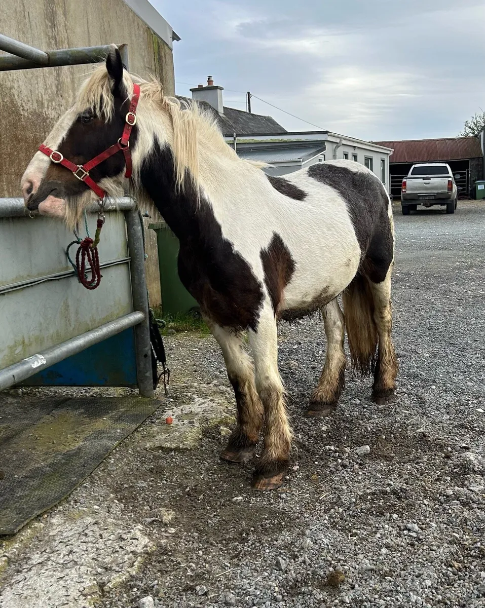 10 year old mare - Image 2