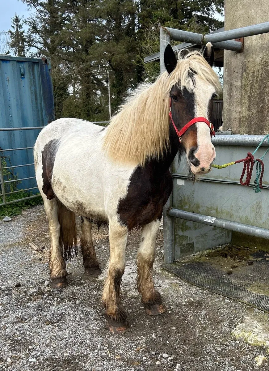 10 year old mare - Image 3