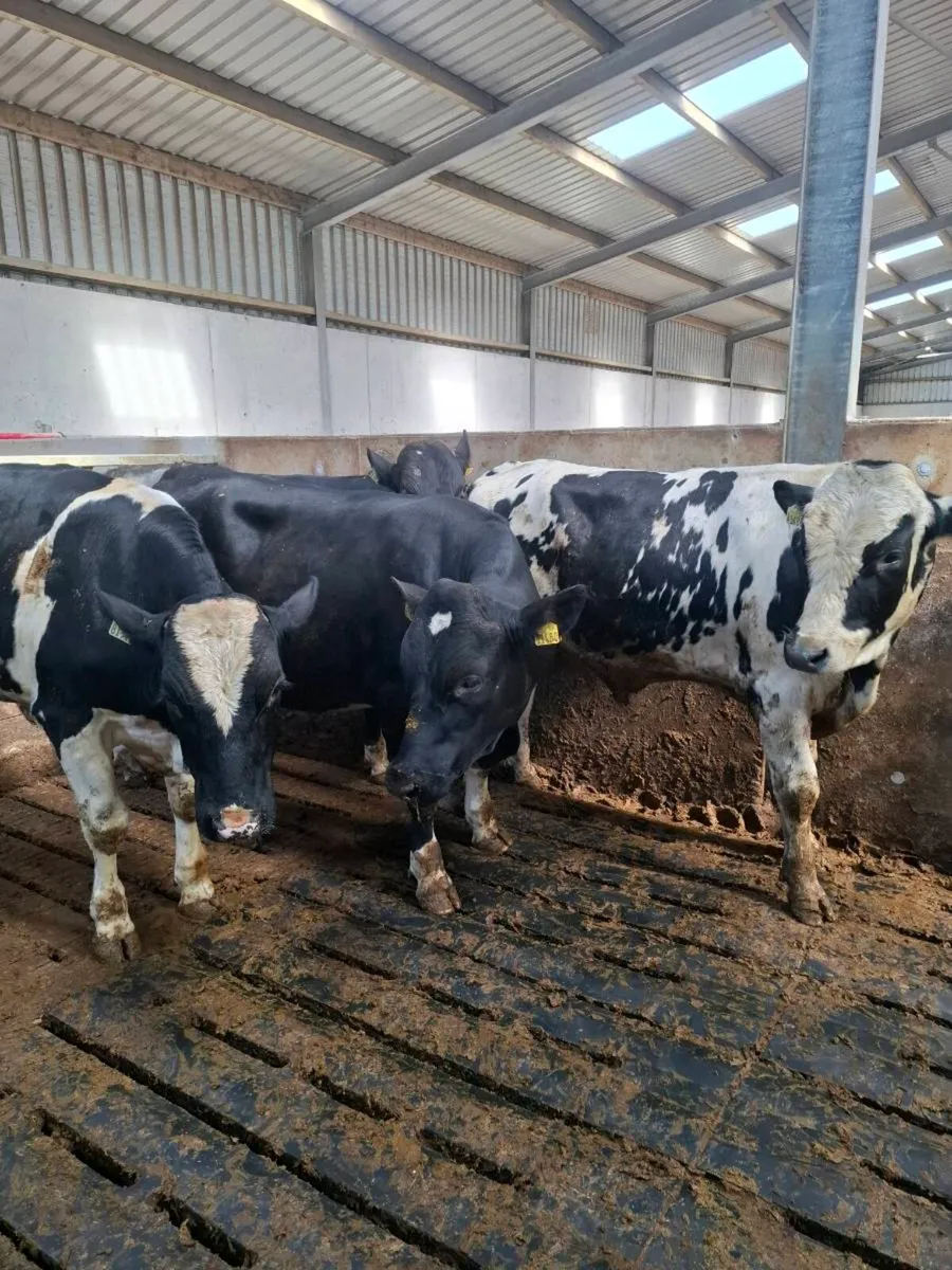 High EBI PBNR Fr Bulls - Image 1