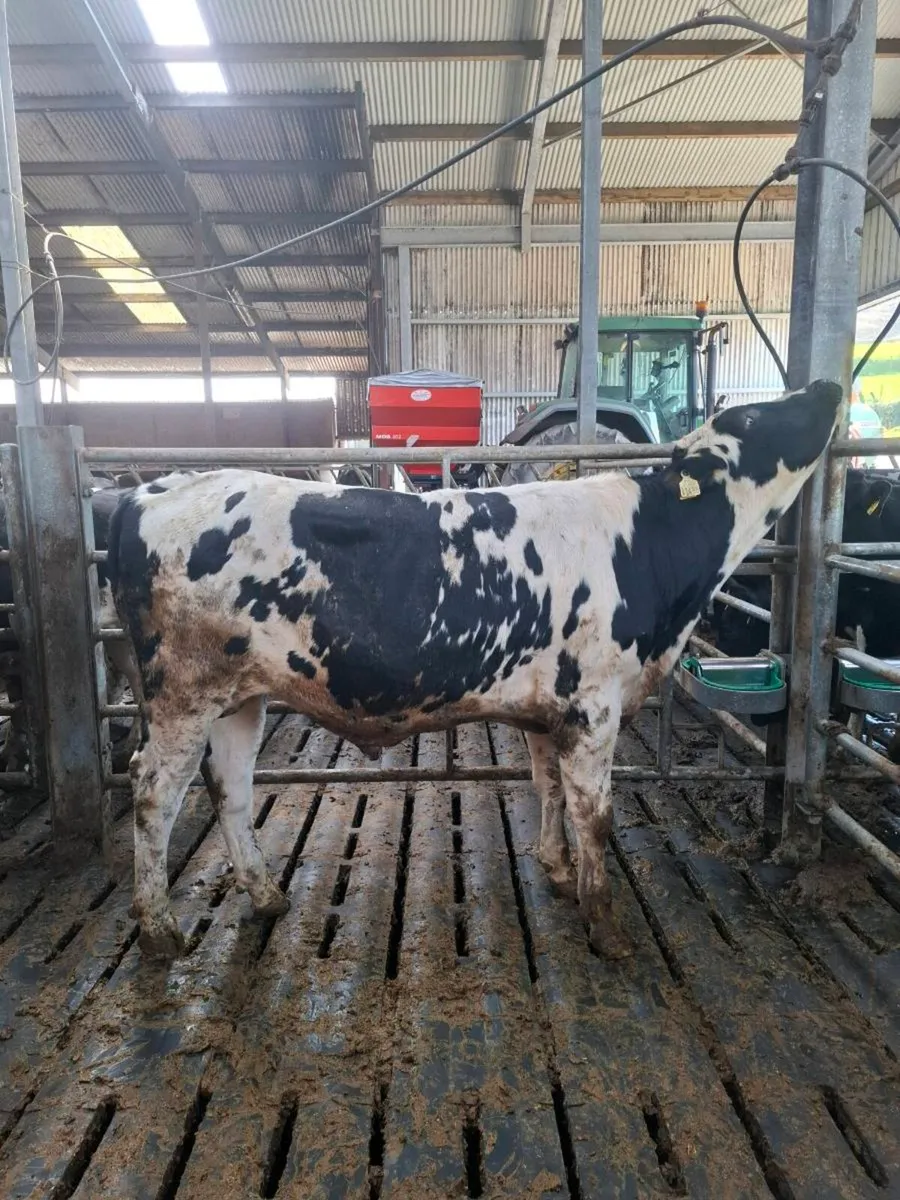 High EBI PBNR Fr Bulls - Image 2