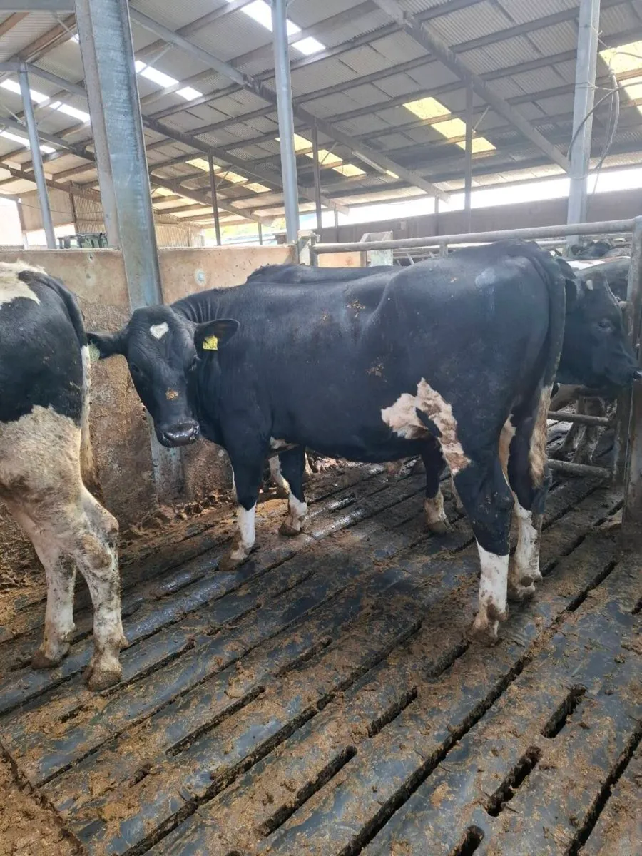 High EBI PBNR Fr Bulls - Image 3