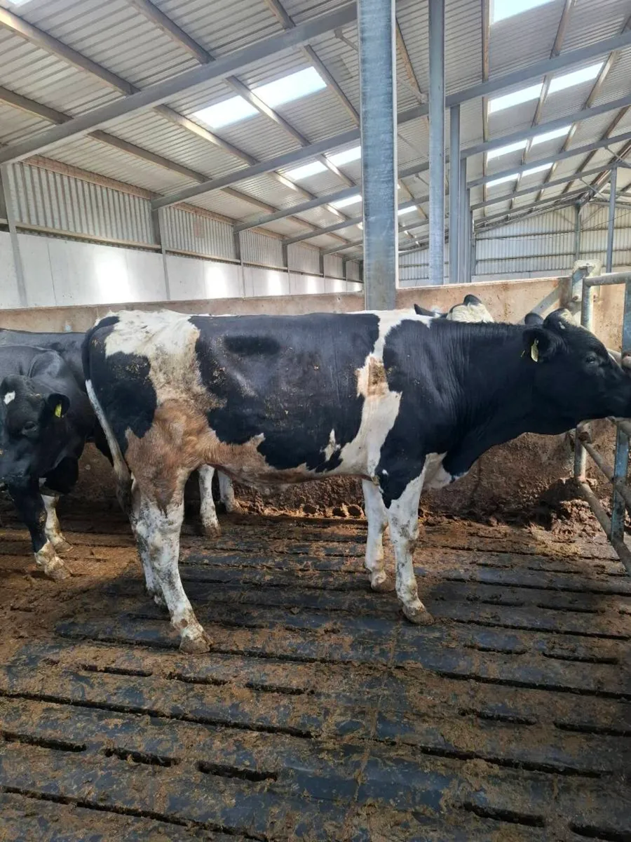 High EBI PBNR Fr Bulls - Image 4