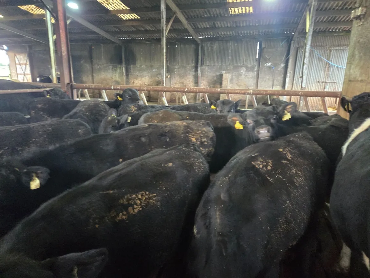 Angus Weanling Bulls Ready for Grass - Image 4