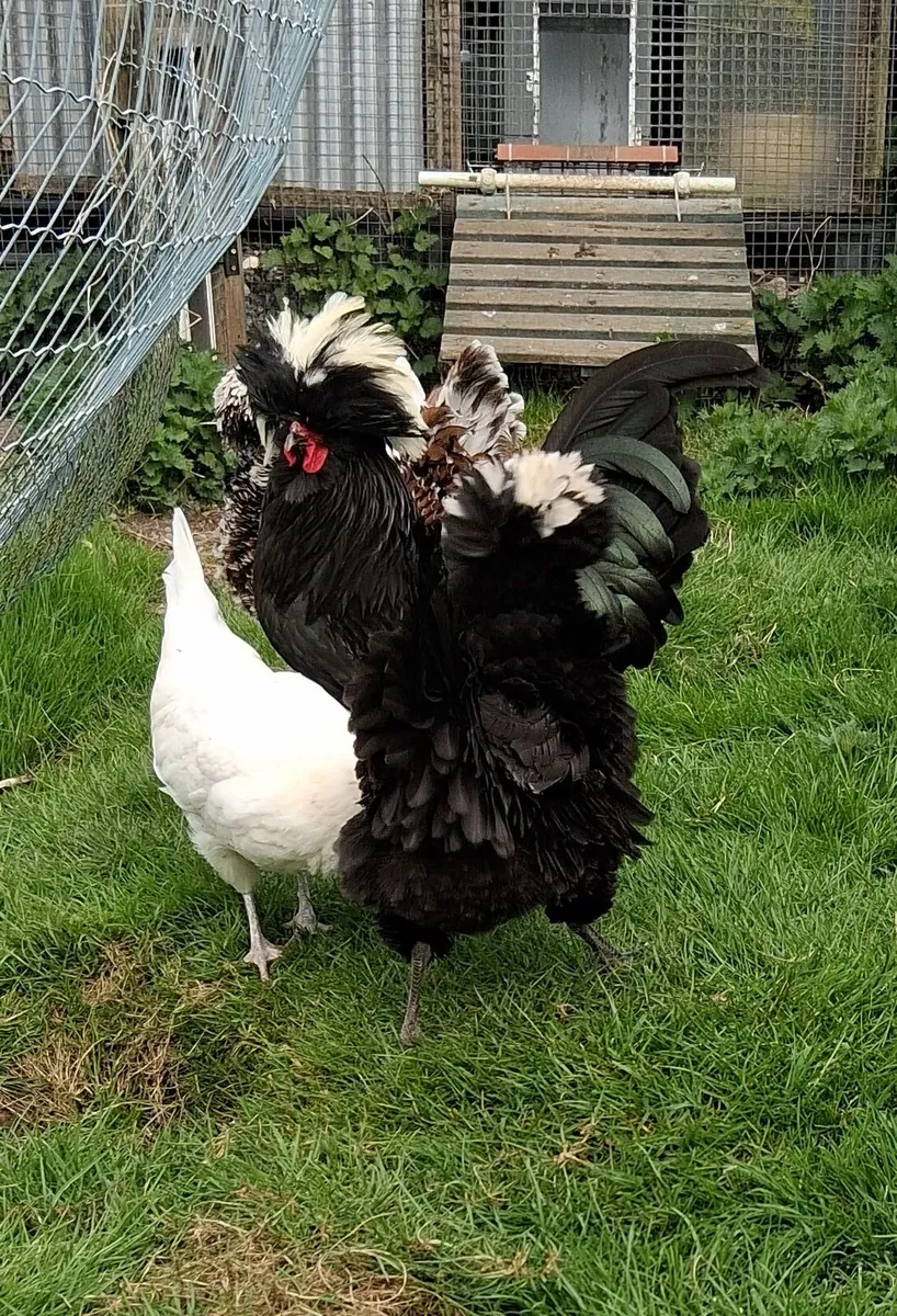 Polish + usa silkie poultry and eggs - Image 4