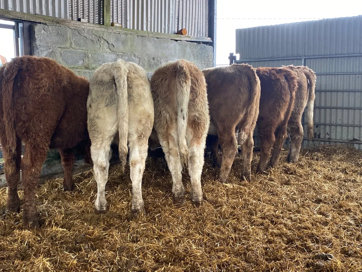 6 Super Heifer Weanlings - Image 3