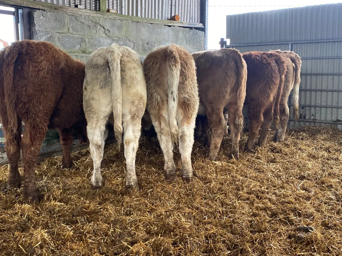 6 Super Heifer Weanlings - Image 4