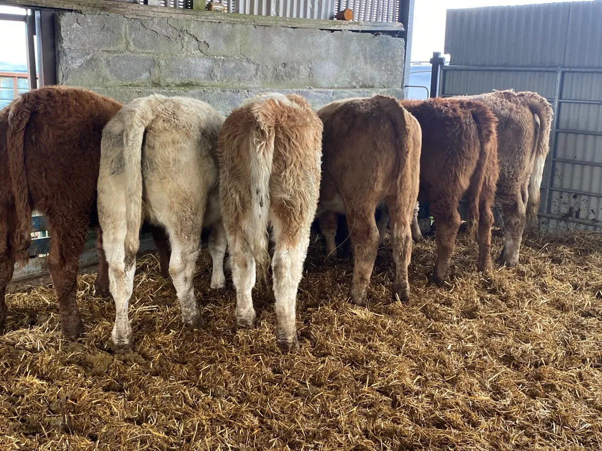 6 Super Heifer Weanlings - Image 1