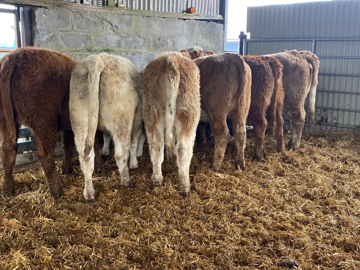6 Super Heifer Weanlings - Image 2