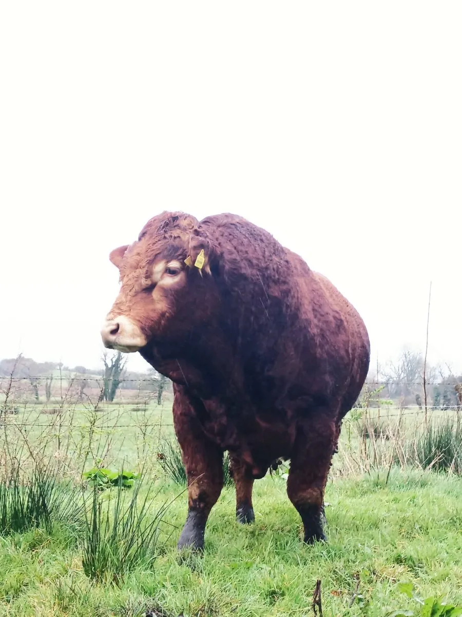 Beef bull - Image 3