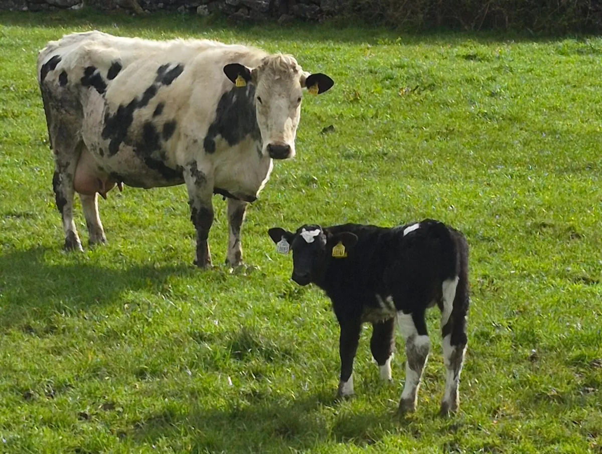 BBX COW WITH SUPER LIMOUSINE BULL CALF - Image 1