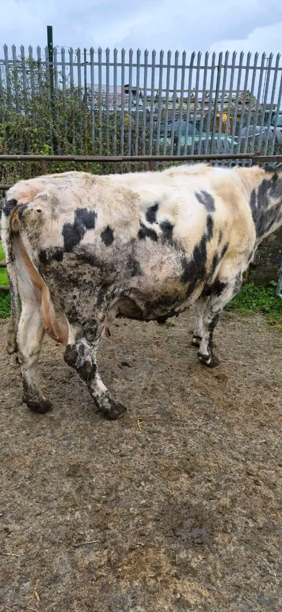 BBX COW WITH SUPER LIMOUSINE BULL CALF - Image 2