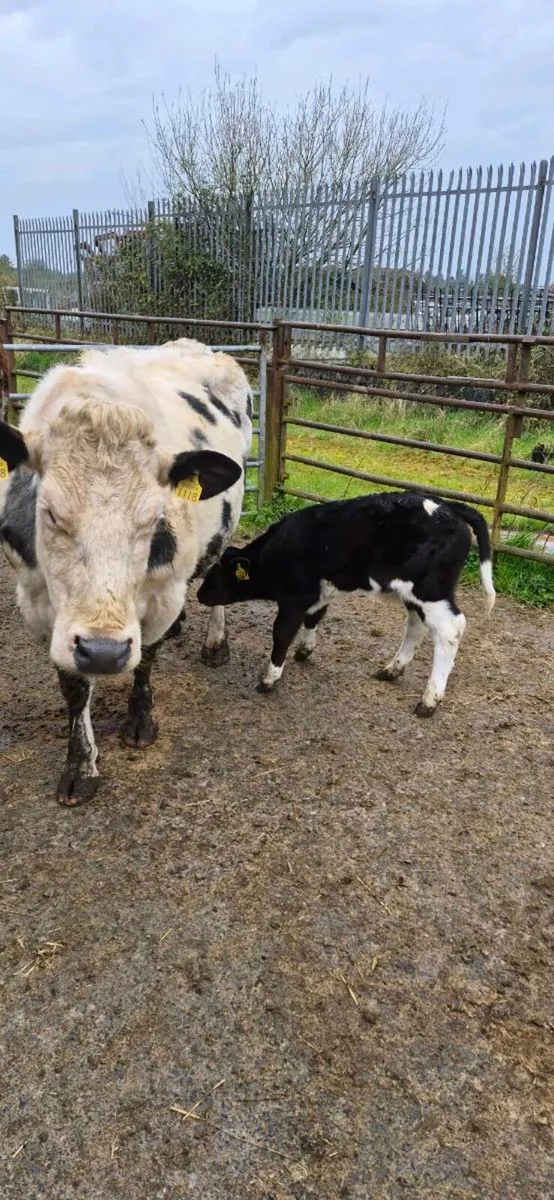 BBX COW WITH SUPER LIMOUSINE BULL CALF - Image 3
