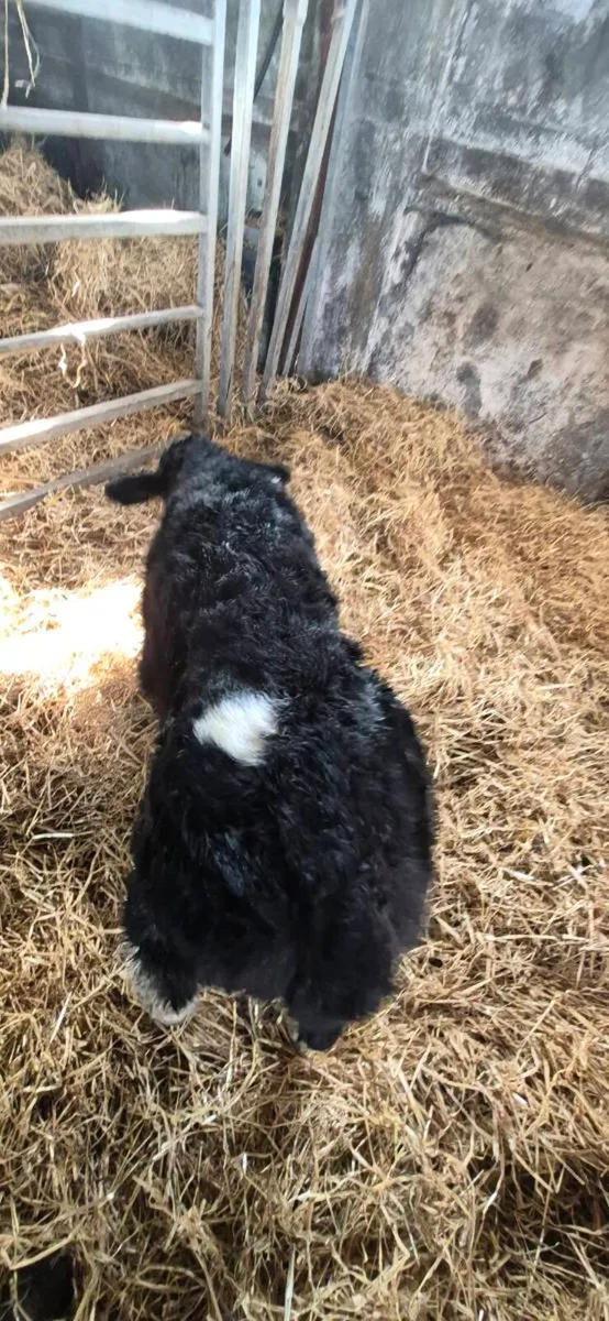 BBX COW WITH SUPER LIMOUSINE BULL CALF - Image 4