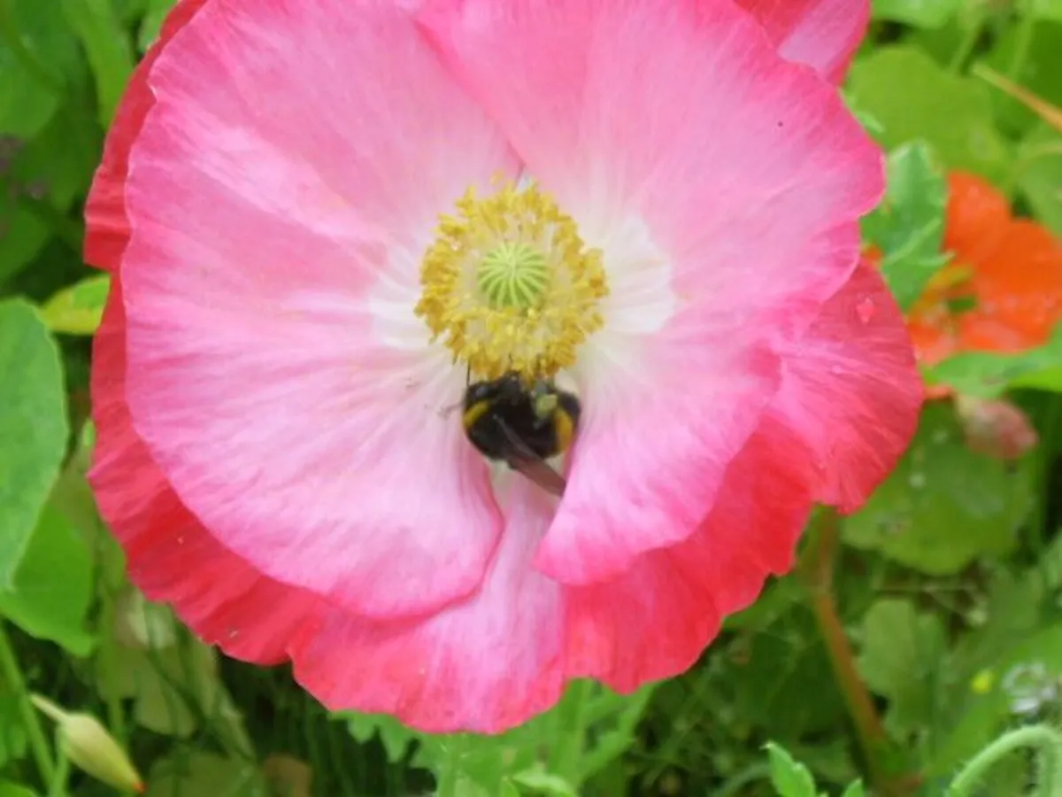 Wild Poppy seed - Image 2