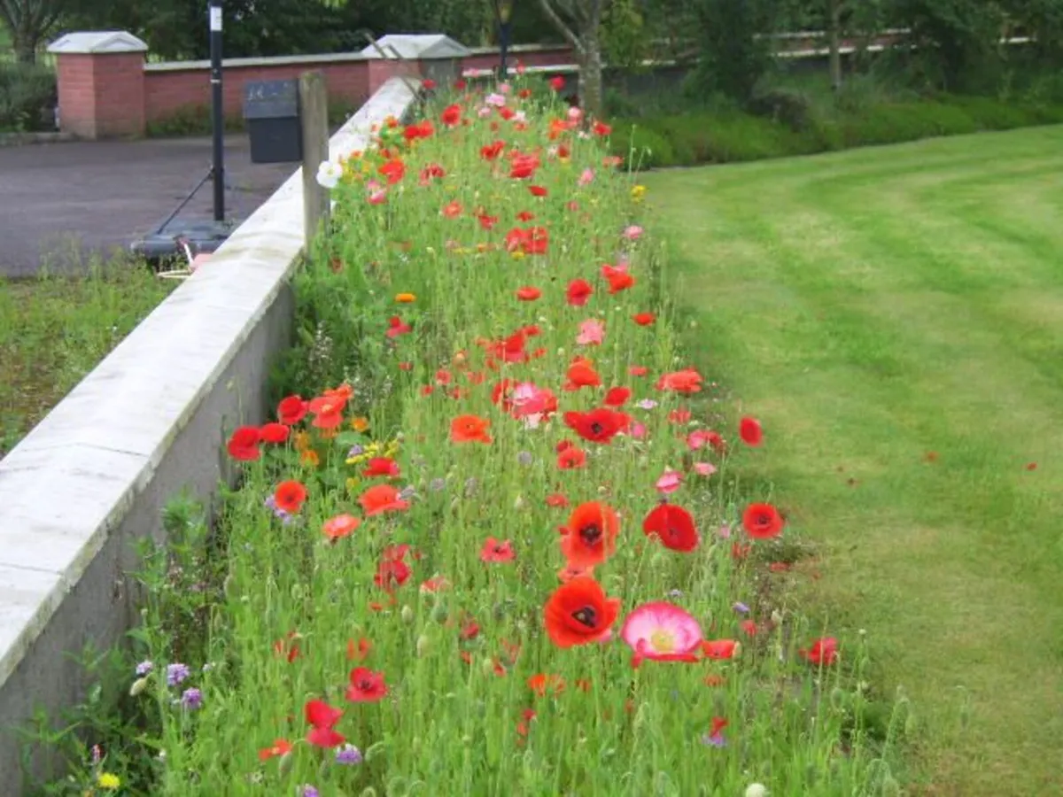 Wild Poppy seed - Image 3