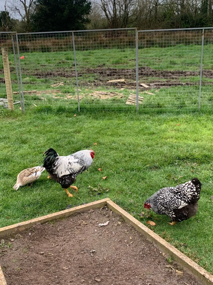 Selection of poultry and hatching eggs - Image 1