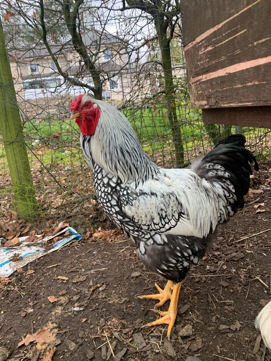 Selection of poultry and hatching eggs - Image 4