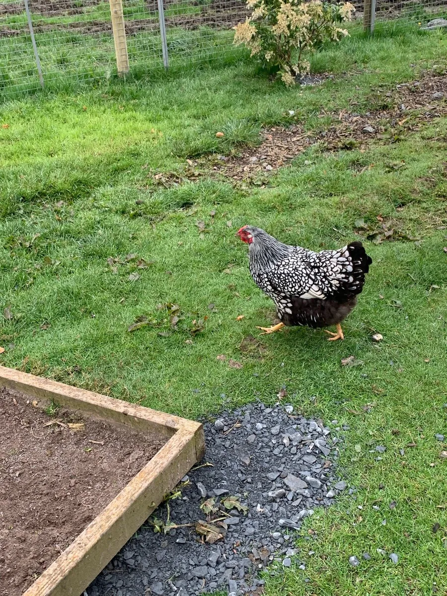Selection of poultry and hatching eggs - Image 2