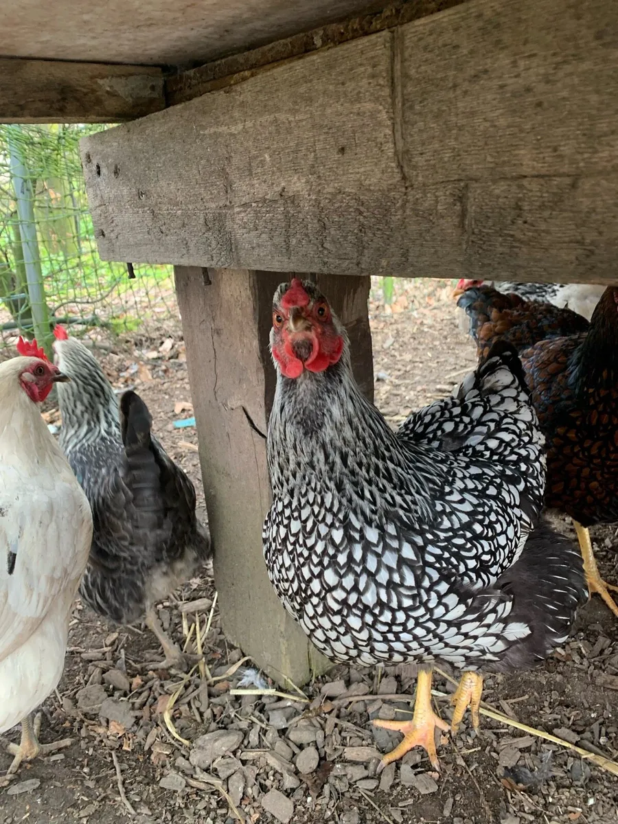 Selection of poultry and hatching eggs - Image 3