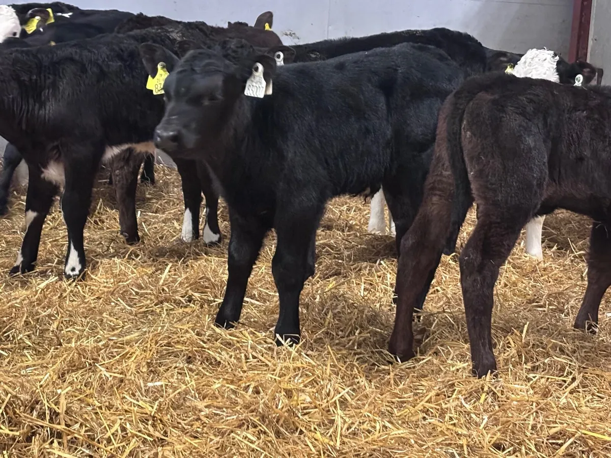 11 top bull calves for sale @€375 - Image 3