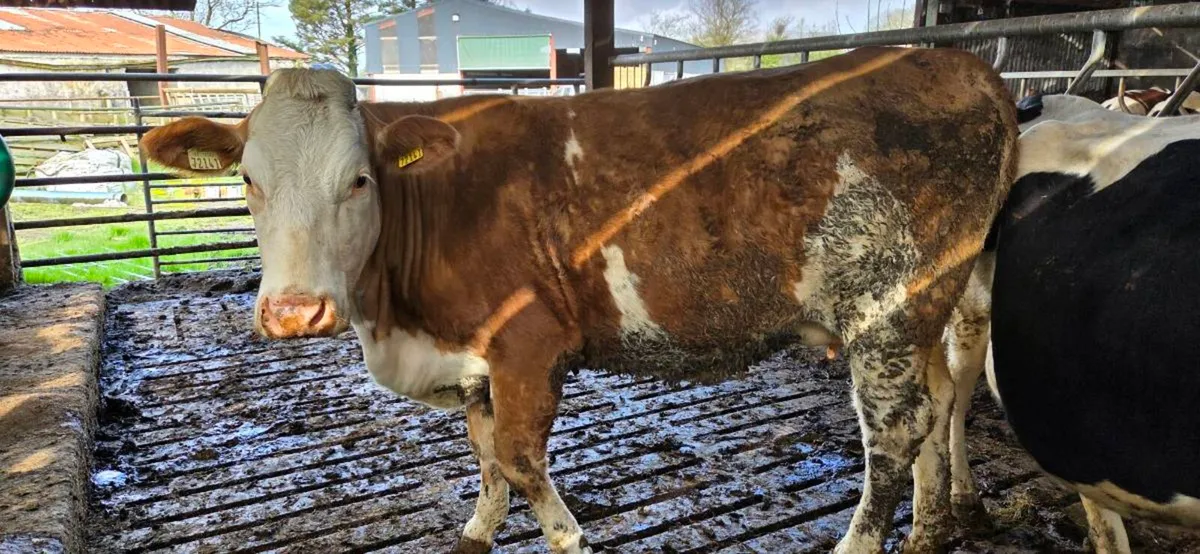 Incalf heifet - Image 1