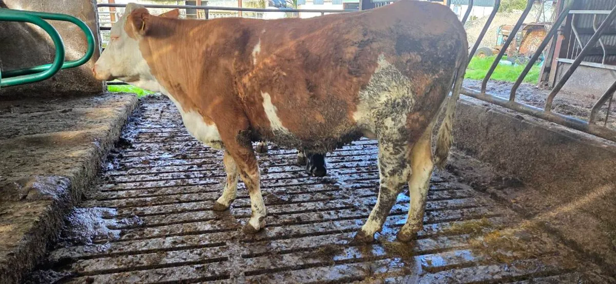 Incalf heifet - Image 2