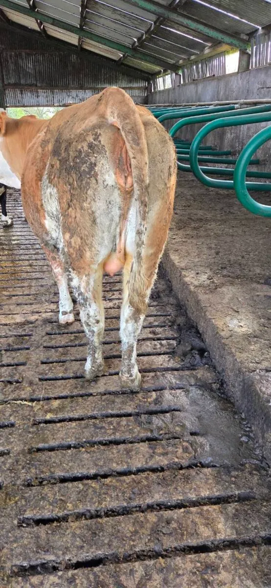 Incalf heifet - Image 3