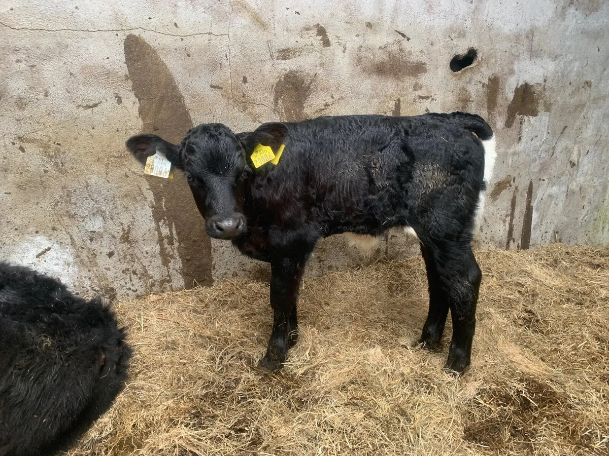 Organic Droimeann X bull calf